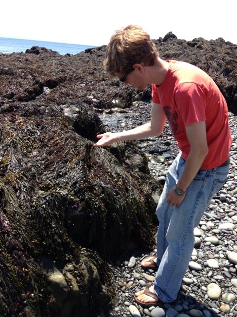 Harrison with seaweed, Quoddy Head State Park